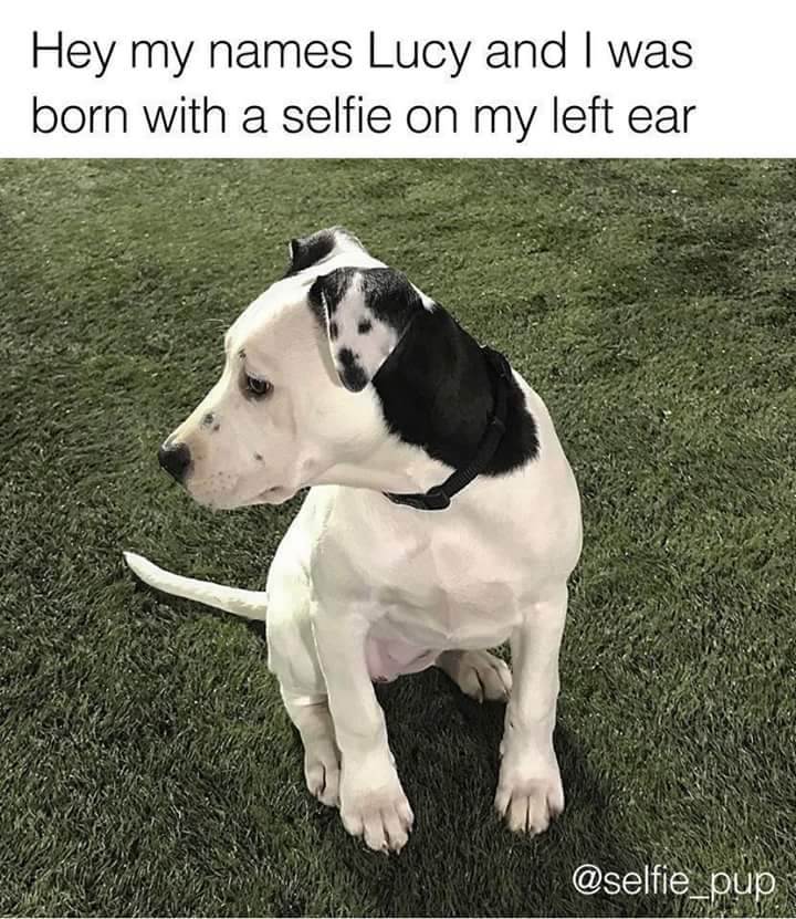 mienkiedavel's tweet photo. This is so cute. https://t.co/BXuByx8gc8