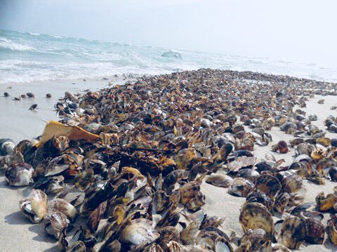 An der englischen Küste sind Tausende Meerestiere tot angespült worden. 

Was ist der Grund? Müll oder Klimawandel?