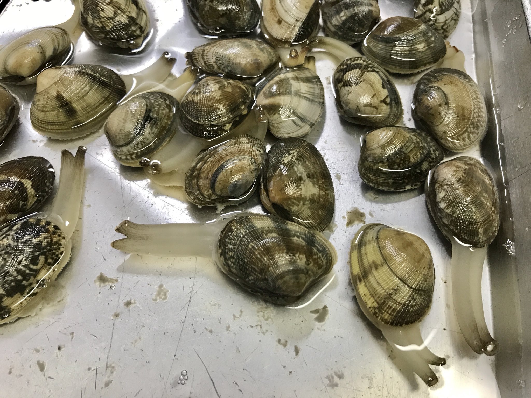 さくらこ 賞味期限が当日で半額やったアサリ 砂抜きしてから料理しようと思ってて キッチンの隅で砂抜きしてたのすっかり忘れてて 気づいたらもう３日たってたんやけど ぜったい腐ってる と思ったら みんなすごいのびのび生きてた 賞味期限とは