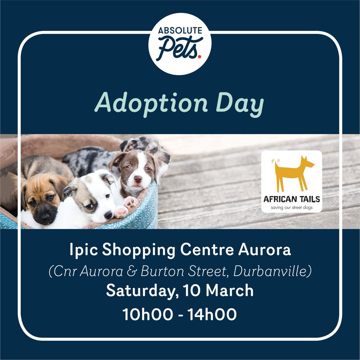 Absolute Pets tweet media