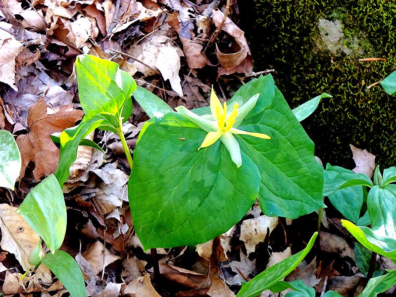 Native Wildflowers
VisitHickmanCounty.com/native-wildflo…
#Hiking #Recreation