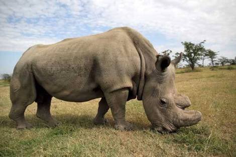 Soni_Methu's tweet photo. My heart breaks for Sudan 😞 
He’s sick and not responding to treatment!
#Rhino #Sudan https://t.co/Zh5aMrBAFY