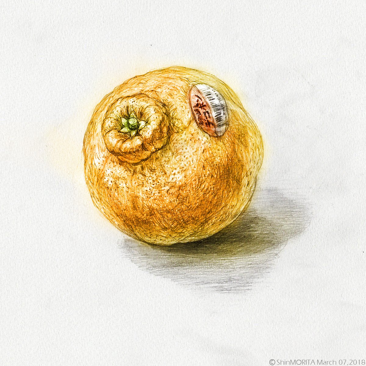 森田 伸 Shinmorita A Twitter デコポン カラー を描きました デコポン イラスト デッサン道好会 T Co Gxyubmfc1m Twitter