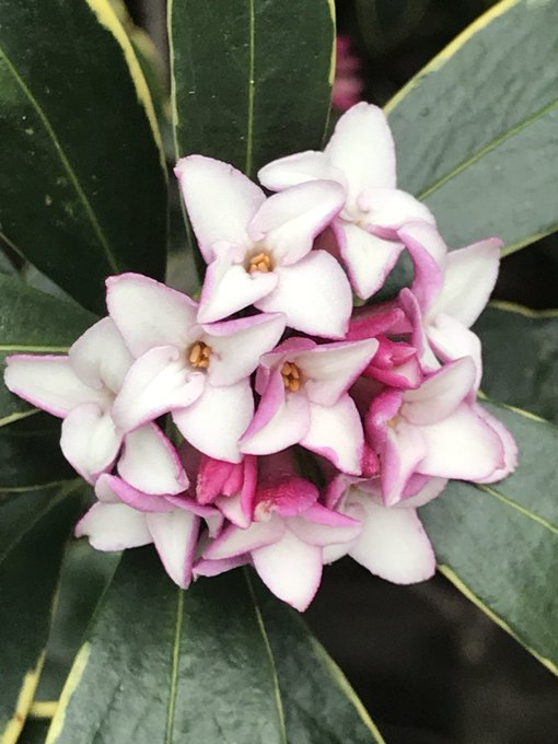 沈丁花のtwitterイラスト検索結果 古い順