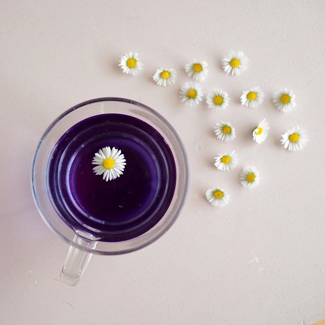 BirdandBlendTea's tweet photo. ‘Not only is this an incredible colour the flavour is something else!! My new favourite!’ - Blue Raspberry 💙 📸bugs_birds https://t.co/KJy0evnRMP