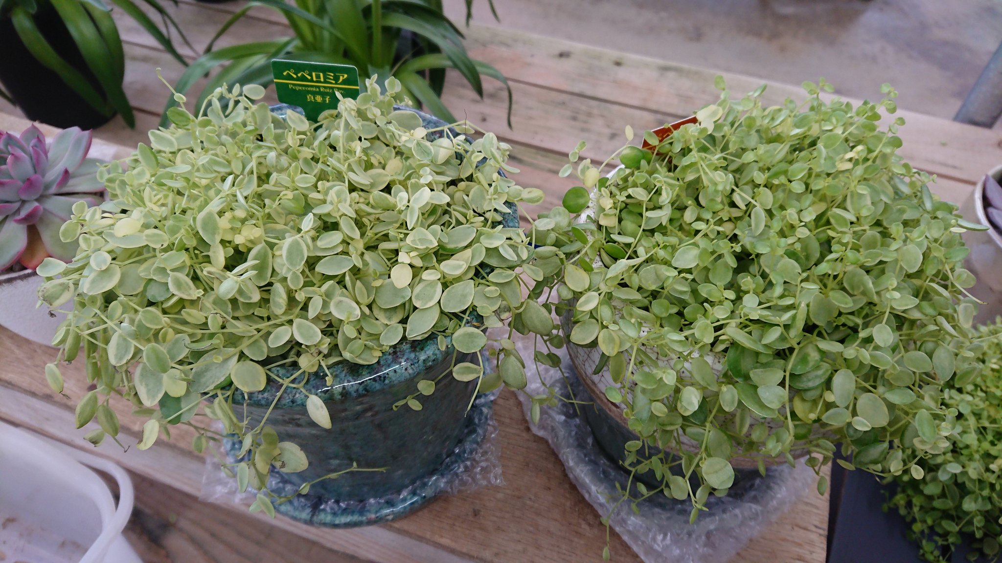 花マル Twitter પર ペペロミア 斑入りの珍しいペペロミアが入荷したので さっそく先日仕入れた陶器鉢の植え替えました 花ひろばマルシェ ペペロミア 観葉植物 園芸店 千曲市 長野県 植物
