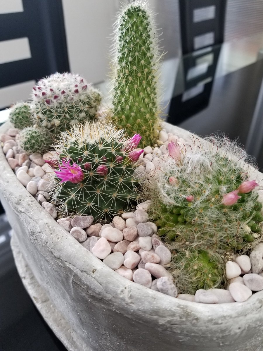 Renta103's tweet photo. 本日は、早朝業務終わってからのこれぇ🌵
サボテンが大きくなってたので、植え替えとサボテン追加🌵🌵🌵🌵
流石、お花屋さん❗
お洒落に仕上げてくれました⭐
https://t.co/7oAaUCtU0c
#サボテン
#植え替え
#TORNC 
最新、花にもハマってるw https://t.co/EMZXSfc06k