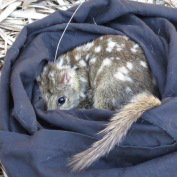 School VLS Murdoch (@vetlifescience) on Twitter photo Major funding to <a href="/murdochuni/">Murdoch University</a> researchers to develop new approach to protect the environment in WA #Pilbara region - The team will investigate 13 small to medium sized mammal species in the #biodiversity hotspot
ow.ly/hZO530iNCSb Major funding to <a href="/murdochuni/">Murdoch University</a> researchers to develop new approach to protect the environment in WA #Pilbara region - The team will investigate 13 small to medium sized mammal species in the #biodiversity hotspot
ow.ly/hZO530iNCSb