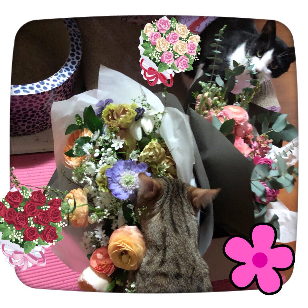 krungy21's tweet photo. 지인분들이 선물해주신 꽃🌸💐🌺 집에오자마자 우리 냥이님들이 독차지 했다 😂😂😂😻😻😻💕💕💕🧀🧀🧀 https://t.co/y2Tw8dIMfW