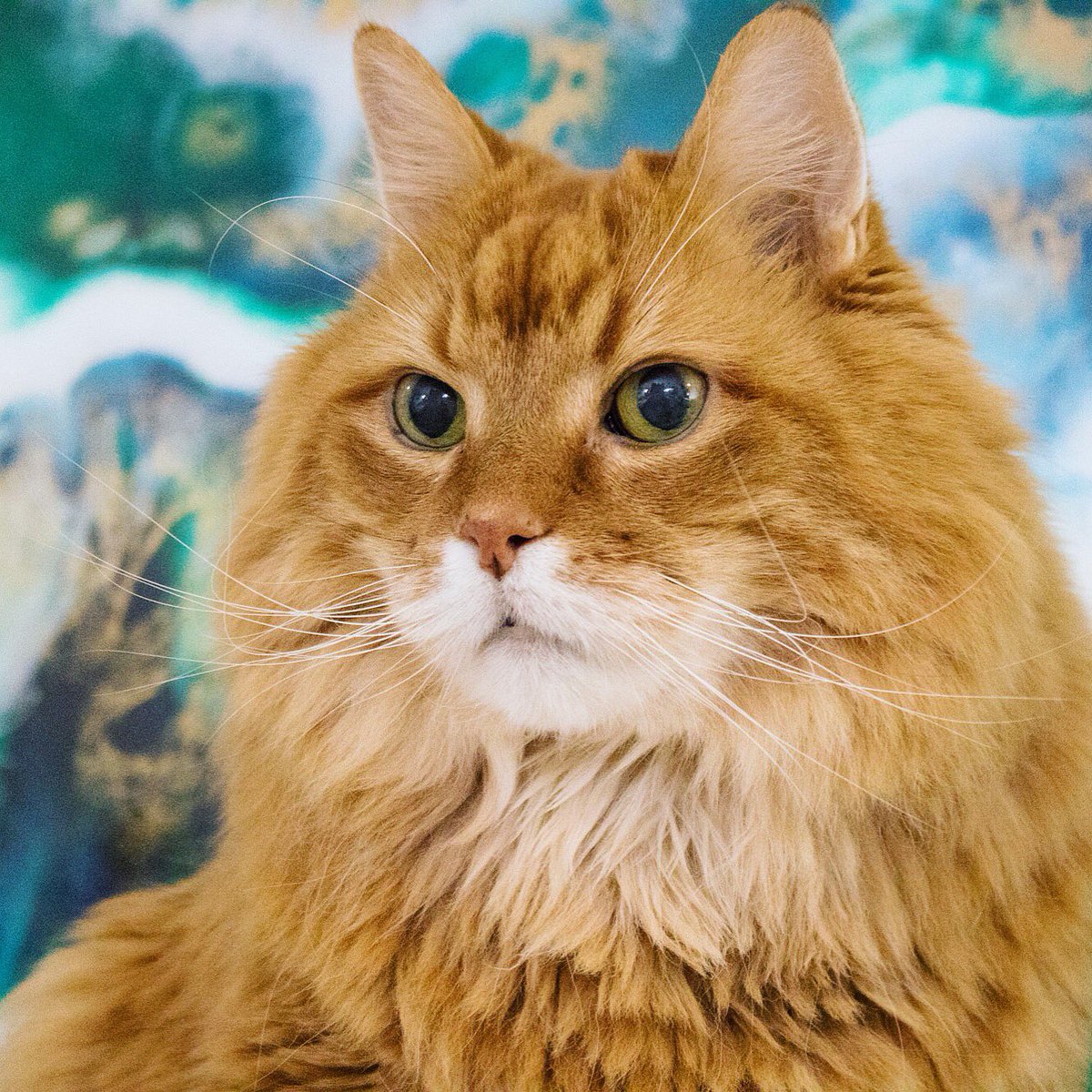 FizWomack's tweet photo. Alright whiskers, this is the day. Do your thing! 

#whiskerwednesday https://t.co/8ItoLv73nC