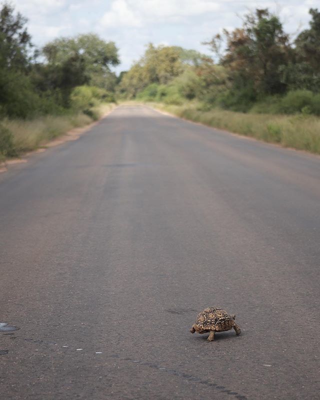 But it’s a long long way....
#れっきぃのアフリカ滞在記
#krugernationalpark
#leopardtortoise 
#あもすたぐらむ
#canon #eos #6dmark2 #6Dmk2
#photography #coregraphy 
#ファインダー越しの私の世界
#写真好きな人と繋がりたい
#東京カメラ部 ift.tt/2oWcA5Z