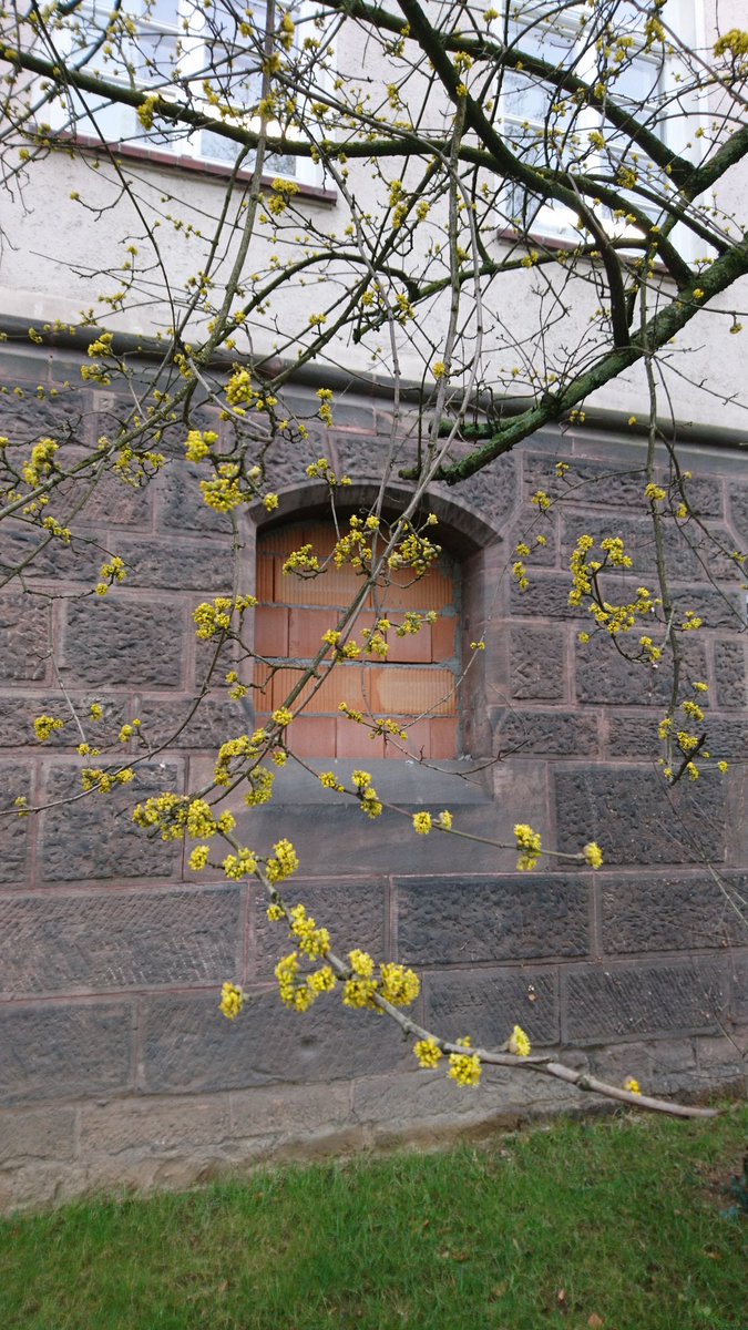 Oh. Frühlingsboten. *freu* #springspotting #Marburg