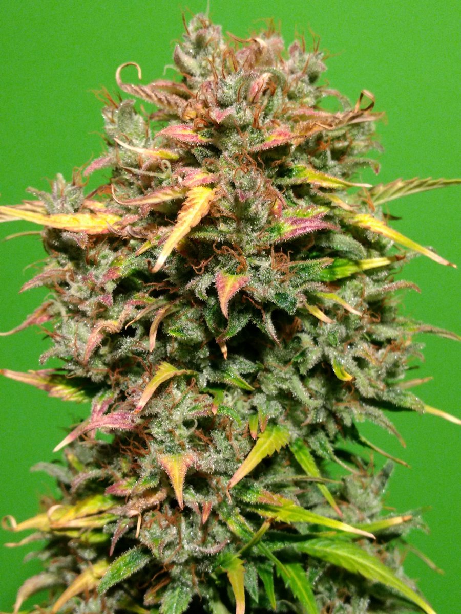HCannabicas's tweet photo. π±π±π¨π¨
#autofloreciente #FraggleSkunk
de @PhiloSeeds
pequeΓ±a evoluciΓ³n del cultivo...
https://t.co/fkfT4v85PF
#saludos #autocultivo #marihuana #cannabis #despenalizaciΓ³n #weed
#philosopherseeds #autoflowering https://t.co/u0iRRDfov0