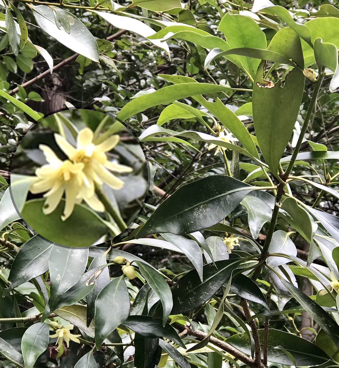ট ইট র ヒメ 山では もうヒサカキの花の香りが 来た 頭ツンツンする シキミ の花も咲き出して来ました ট ইট র ヒメ 山では もうヒサカキの花の香りが 来た 頭ツンツンする シキミ の花も咲き出して来ました
