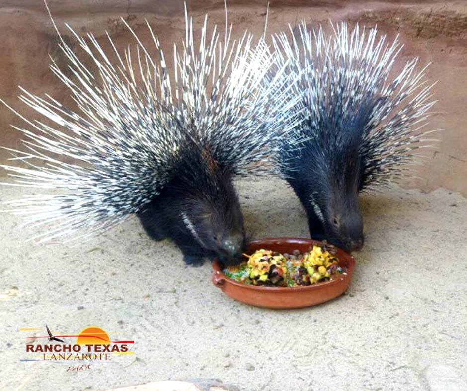 #Porcupine #RanchoTexas #HappyWednesday | Say hello to the newest members of our family! 🐾Did you know that porcupines are born with their quills? But don't worry! They are soft at birth and harden after a few hours 😊❤️ Baby porcupines are called porcupettes 😍