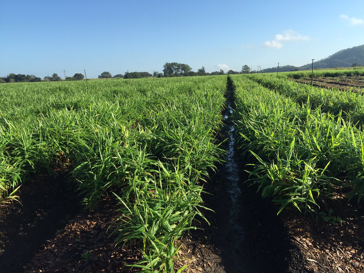 Simone stella tweet media