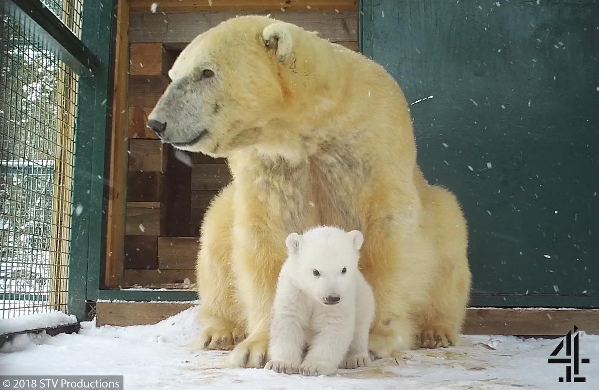 HighlandWPark's tweet photo. Look who’s just emerged at our Park! After over 2 months cosy in the cubbing den, the cub stepped outside for the first time. Mum &amp; cub are currently not visible to the public, but these first steps were caught on motion-sensitive cameras near the den https://t.co/GC7T3ybhH8 https://t.co/QPtqedKrmg