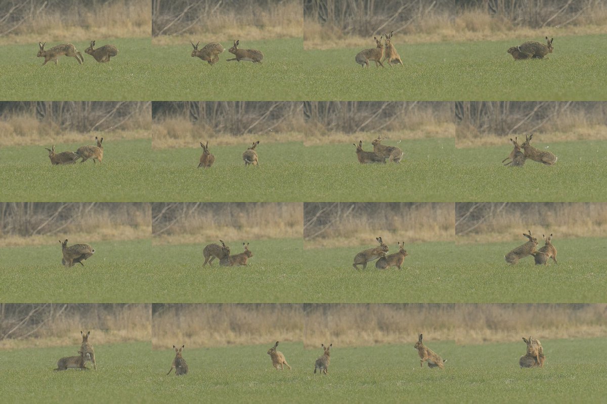 GundryPhoto's tweet photo. Hares boxing in Cambridgeshire. #cambswildlife #wildlifephotography #englishwildife #haresboxing #boxing https://t.co/rv5JBK7l1F