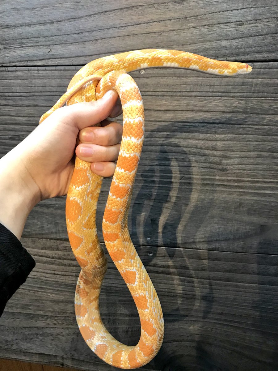 コーンスネークのぐい呑(レモン)