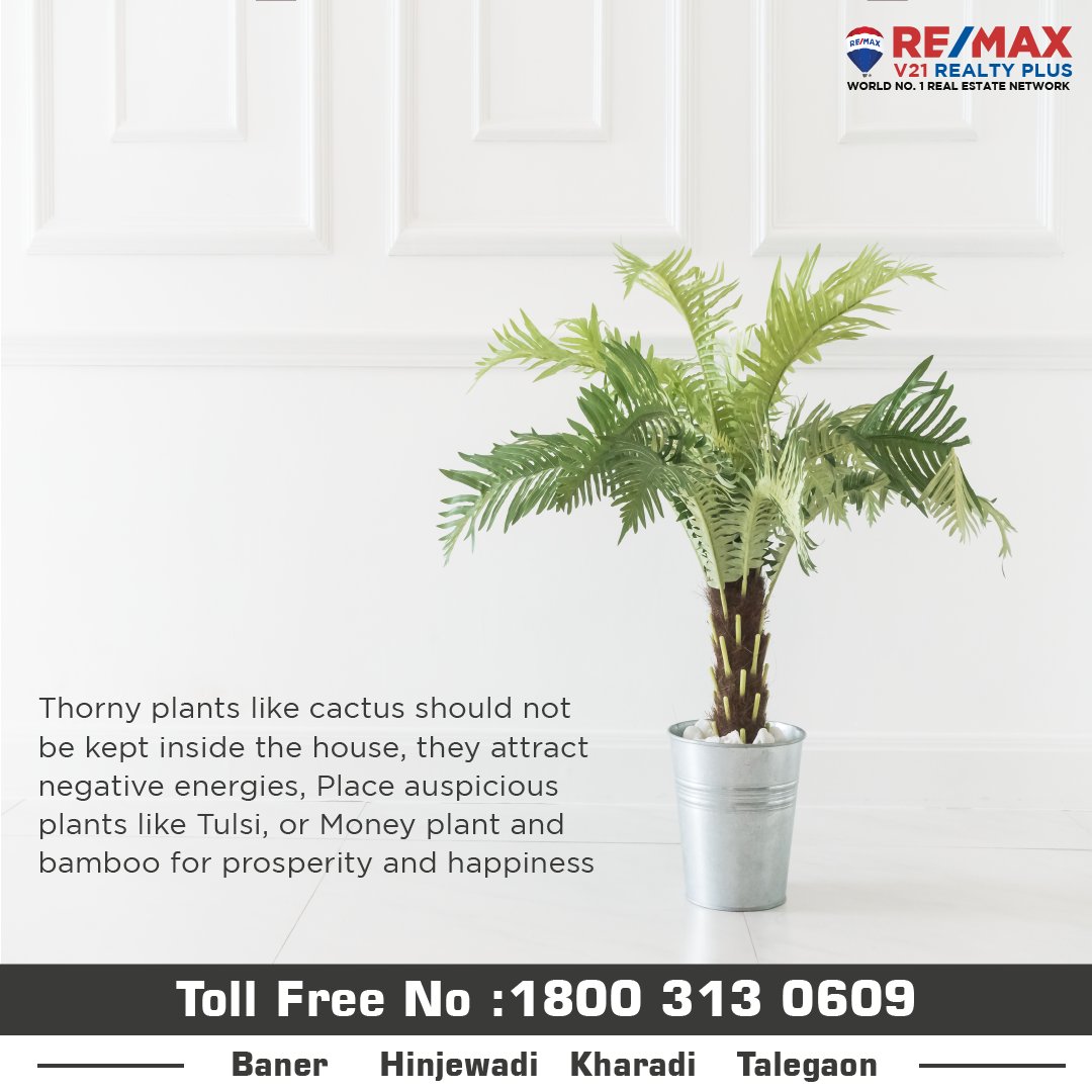 v21realtyplus's tweet photo. Always have a healthy Basil (Tulsi) plant within house limits.
#homedecor #homedesign #Tips #Remax #REMAXHustle #V21realtyplus https://t.co/batnFWp8XO