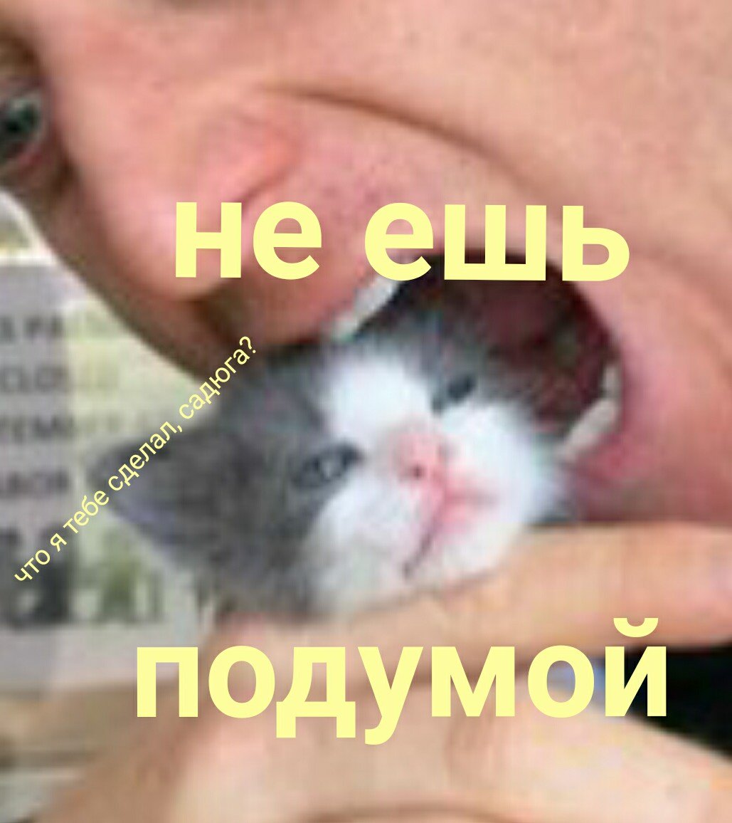 zhook_'s tweet photo. @Anna_Lazareva #SaveKitten #SaveDirkGently https://t.co/XpYWN4EorK