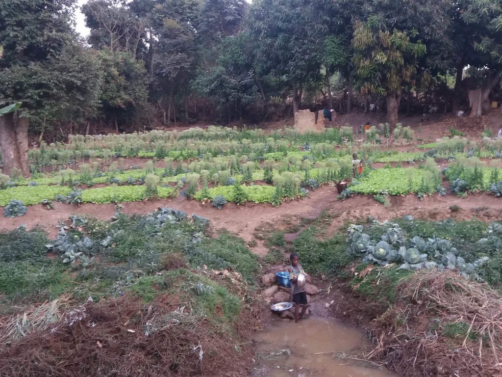 villageois2_0's tweet photo. À l’occasion du 08 mars 2018, fête internationale de la femme, nous dressons quelques portraits des femmes rurales qui s’investissent dans l’agriculture. Le villageois @Mamadou29057606 est allé à leur rencontre. À lire dès ce soir sur https://t.co/2jQFjytKfd #WomensDay https://t.co/WwkaUNJmk7