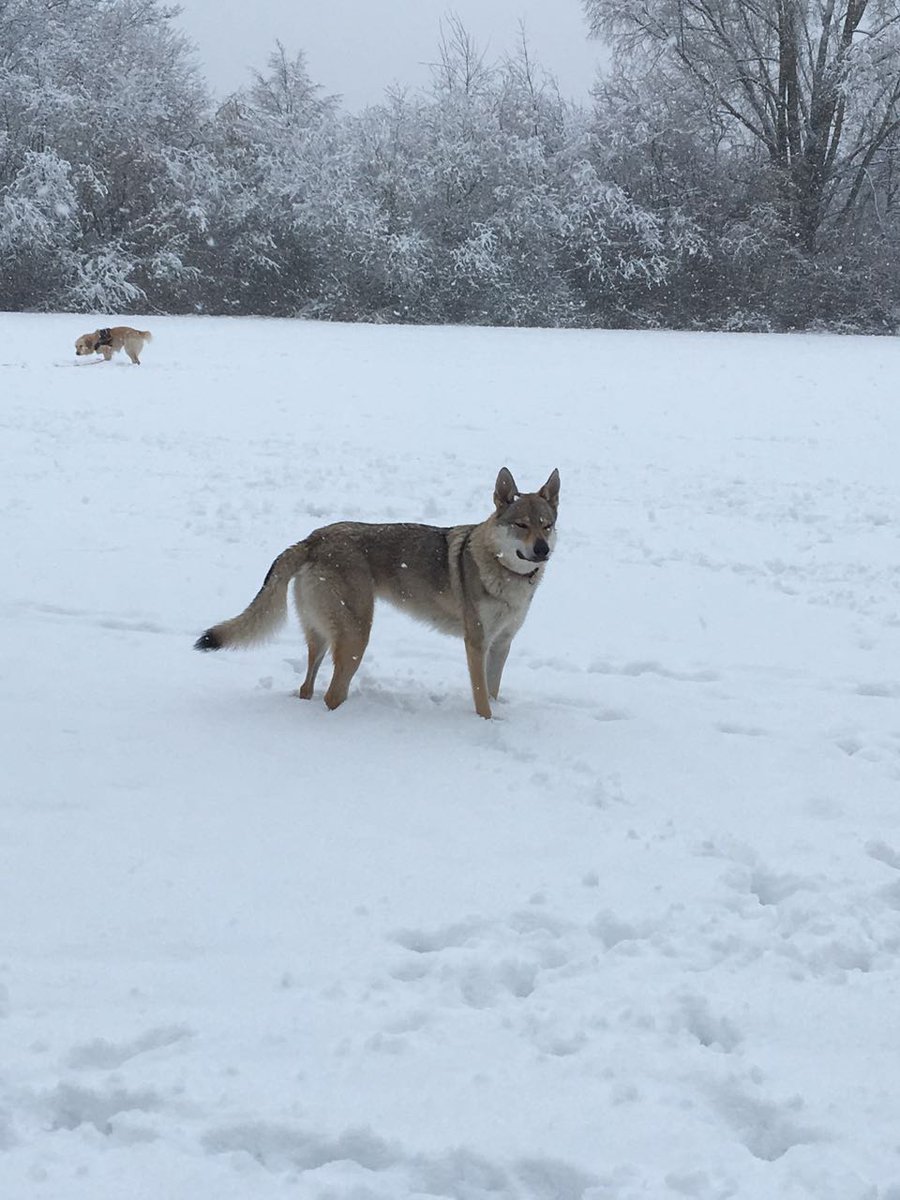 toxicdemon's tweet photo. Gerade Post aus dem Hundekindergarten bekommen. #wolfhund #hundetage #wolfdog https://t.co/tfNzbuSKDb