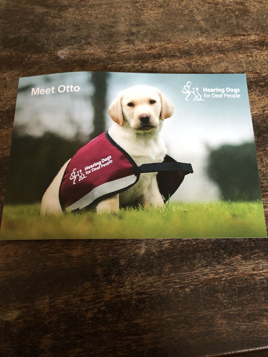 BeOpenToLife's tweet image. @HearingDogs It’s always exciting to see your puppy graduate and get to know your new one!!! #changinglives