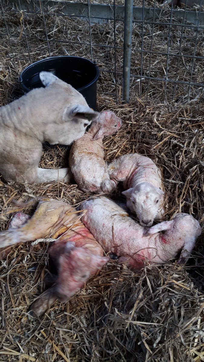 De lammerij gaat vlot! Trots om als schapenboer dit werk te mogen doen! #proudtobeafarmer #lammetjes #voorjaar