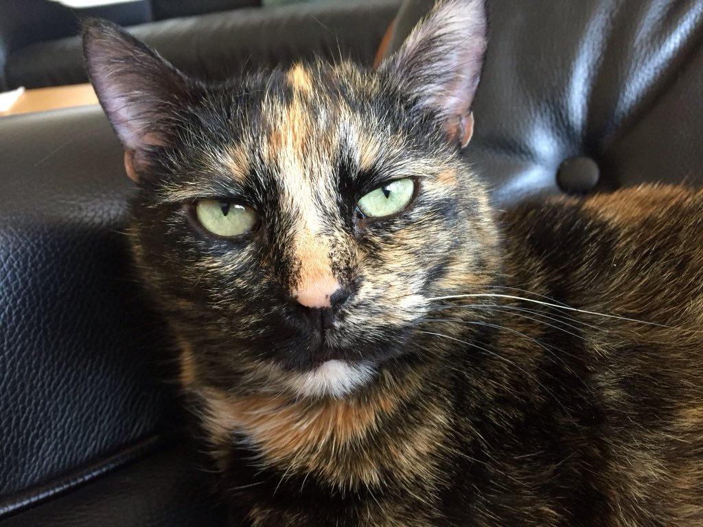 VUsselkatz's tweet photo. I proudly present my #onewhitewhisker again! 😺 #whiskerswednesday https://t.co/uyyDDLdvez