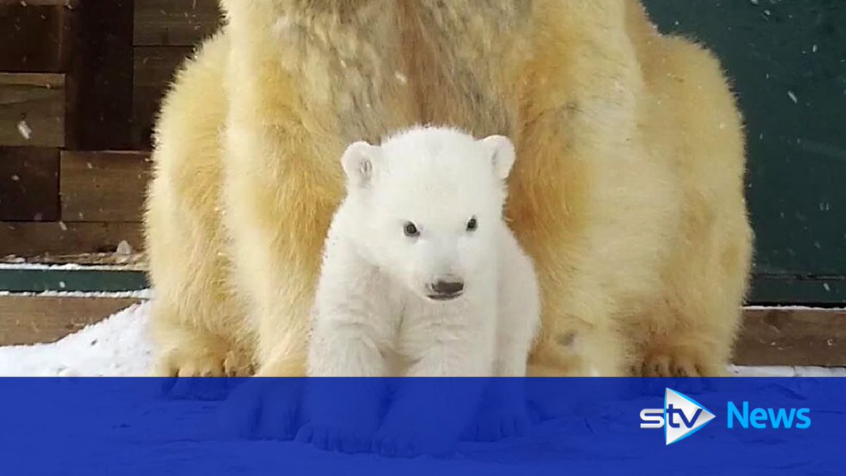 STVNews's tweet photo. Tiny polar bear cub emerges from Scots den for first time https://t.co/N2IZkFb1ql https://t.co/0dhYlFqVEg