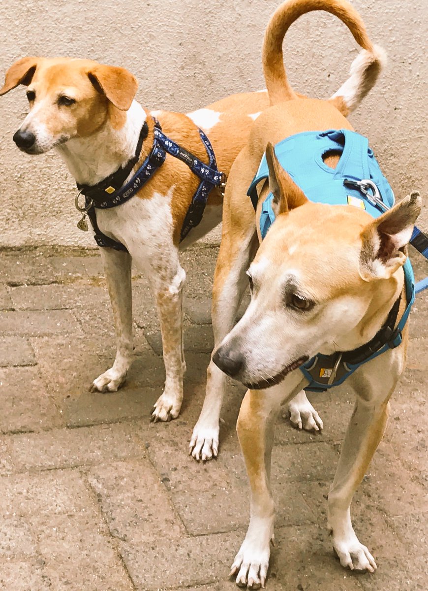 shirindhabhar's tweet photo. Strike a pose #INDogs Kiba and Kimaya on the Canine Trainer Course in #Mumbai @INDogProject https://t.co/QvnhEOGnCH