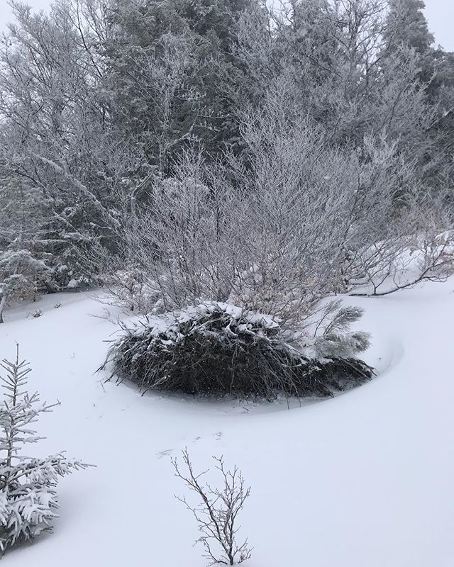 LOKKILUCK's tweet photo. Magnifique Auvergne qui n’a besoin que de noir et blanc pour peindre ses magnifiques tableaux 😍
.
.
.
.
#Auvergne #Cantal #montagne #ski #raquette #randonnée #neige https://t.co/2snmDG5zSZ https://t.co/Qh49WKT0mf