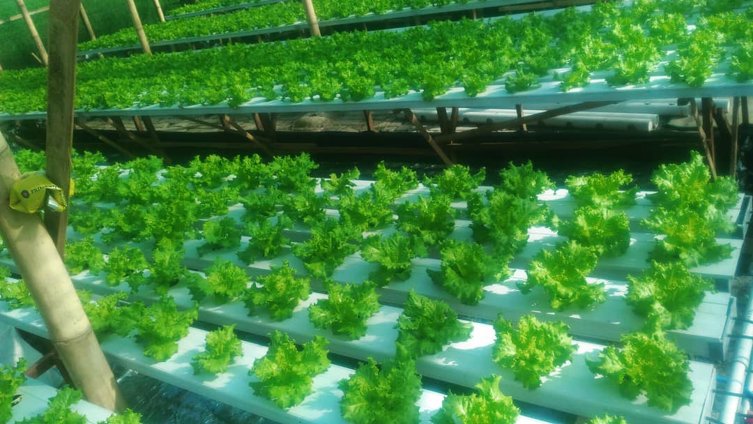 bwangiberkebun's tweet photo. Update kebun hari ini.
@idberkebun @organiponik_agrofarm .
.
.
#junctionletuce
#tanamserentakIDB
#bwiberkebun
#organiponikagrofarm
#banyuwangi https://t.co/c17cgHJVll