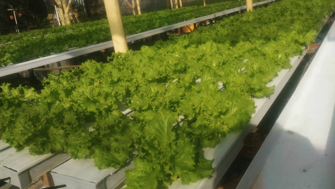 bwangiberkebun's tweet photo. Update kebun hari ini.
@idberkebun @organiponik_agrofarm .
.
.
#junctionletuce
#tanamserentakIDB
#bwiberkebun
#organiponikagrofarm
#banyuwangi https://t.co/c17cgHJVll