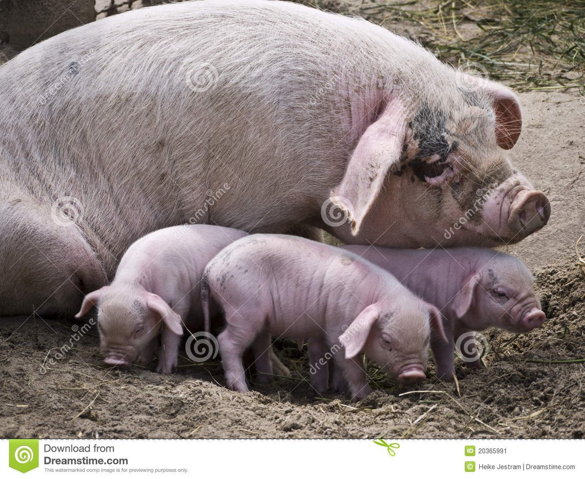 Morgen is het #InternationaleVrouwendag. #TeamAgroNL zet dan graag de vrouwen in de landbouw in the picture. Welke vrouw zet u in het zonnetje? Post morgen uw foto ( of filmpje) met uw favoriete vrouw. Gebruik de hashtag #geenvrouwgeenlandbouw #vrouwendag