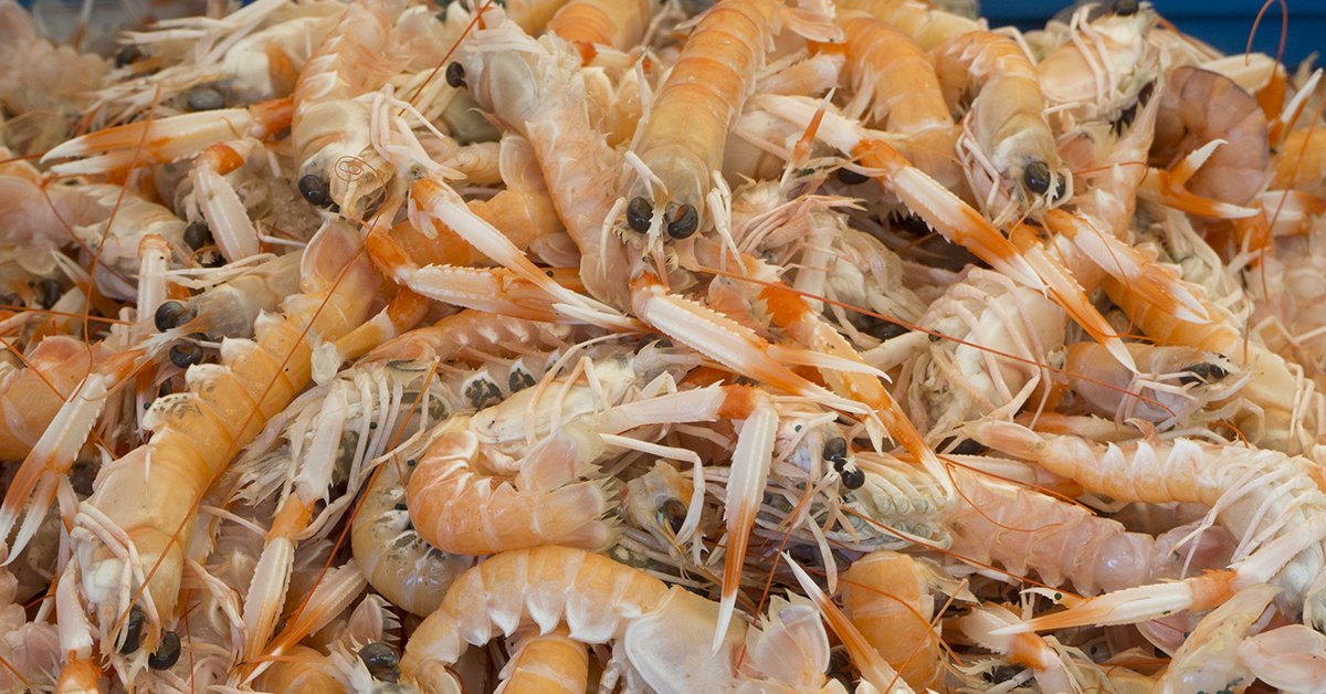 marendins1985's tweet image. Saps qué són els crustacis? Els #crustacis són invertebrats que protegeixen el seu cos amb una closca que  han de canviar quan creixen i es desenvolupen. Molt nutritius. I boníssims!!🍽️☺️#tipsmarendins #menjarsa