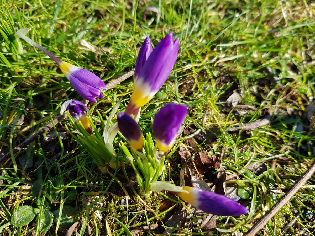 EdensLandscapes's tweet photo. What a glorious day to be gardening! Feels like Spring has finally arrived. #springtime #sunnyday. https://t.co/2Bi6eCzvb0