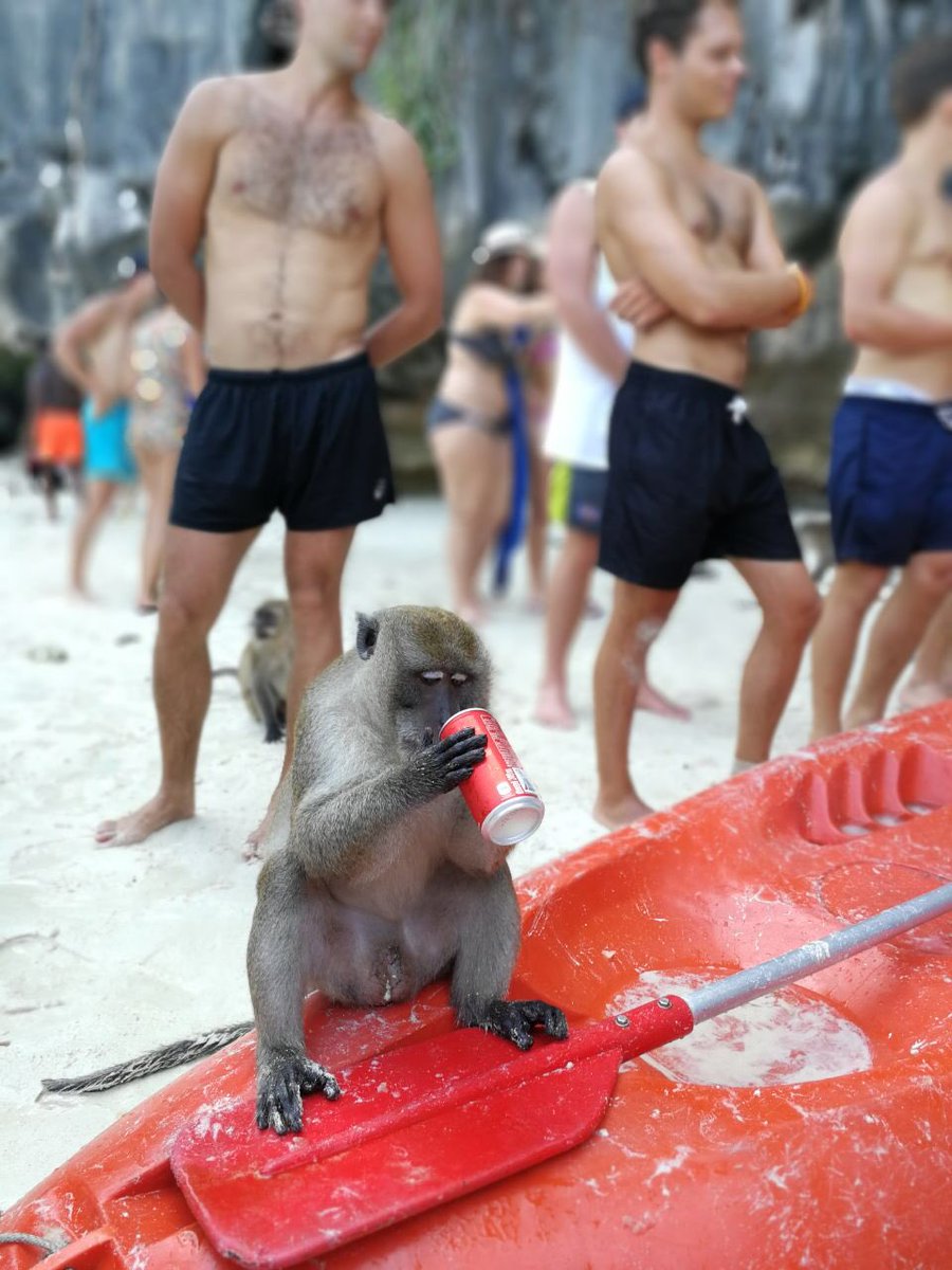 RECOVERDR's tweet photo. #MonkeyBeach was another fantastic experience.... well the first time was, second time round they really didn’t want us there came charging at us 😬 #Thailand https://t.co/i58Jokstge