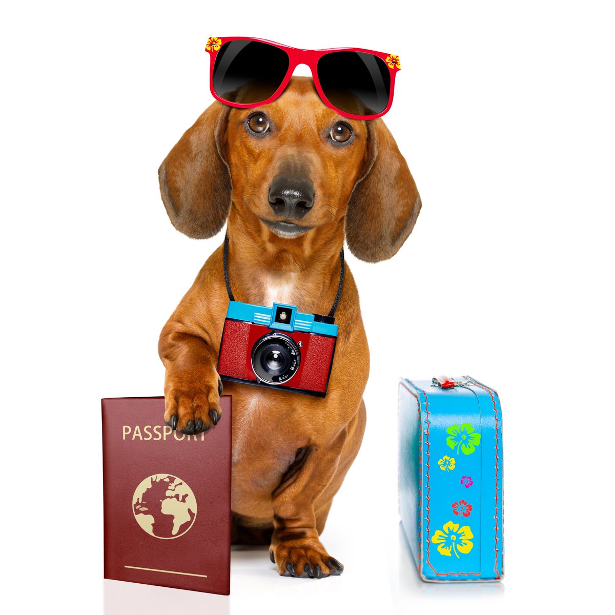 Our doxie went on his travels with his savings. How would you spend yours? Click on the link: utility.discount/insta & see how much you could save! #dachshund #savings #money #dachshunds #doxie #doxieworld #dachshundworld