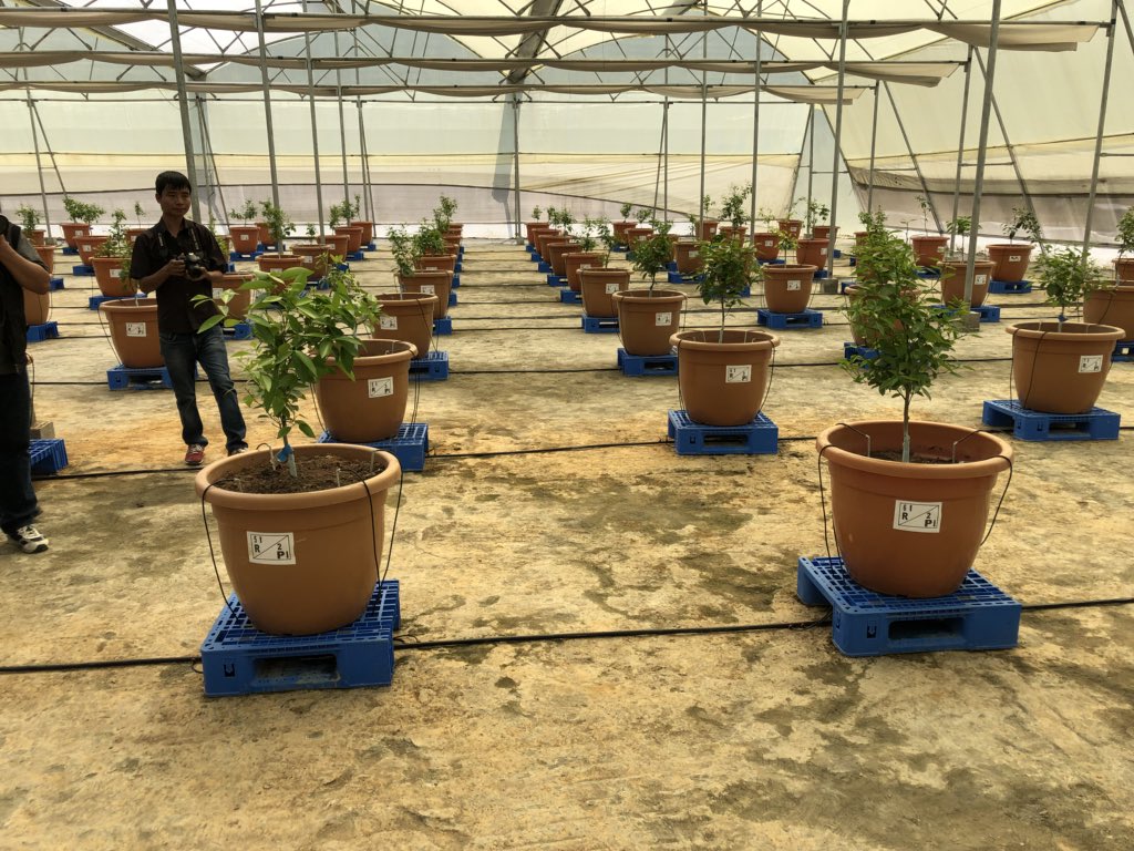 MASHAVisrael's tweet image. A new #IIAP Indo-Israel Center of Excellence for Fruits was inaugurated by Ambassador of @IsraelinIndia and the Chief Minister of #Mizoram in Lunglei – the first ever in Northeast India!