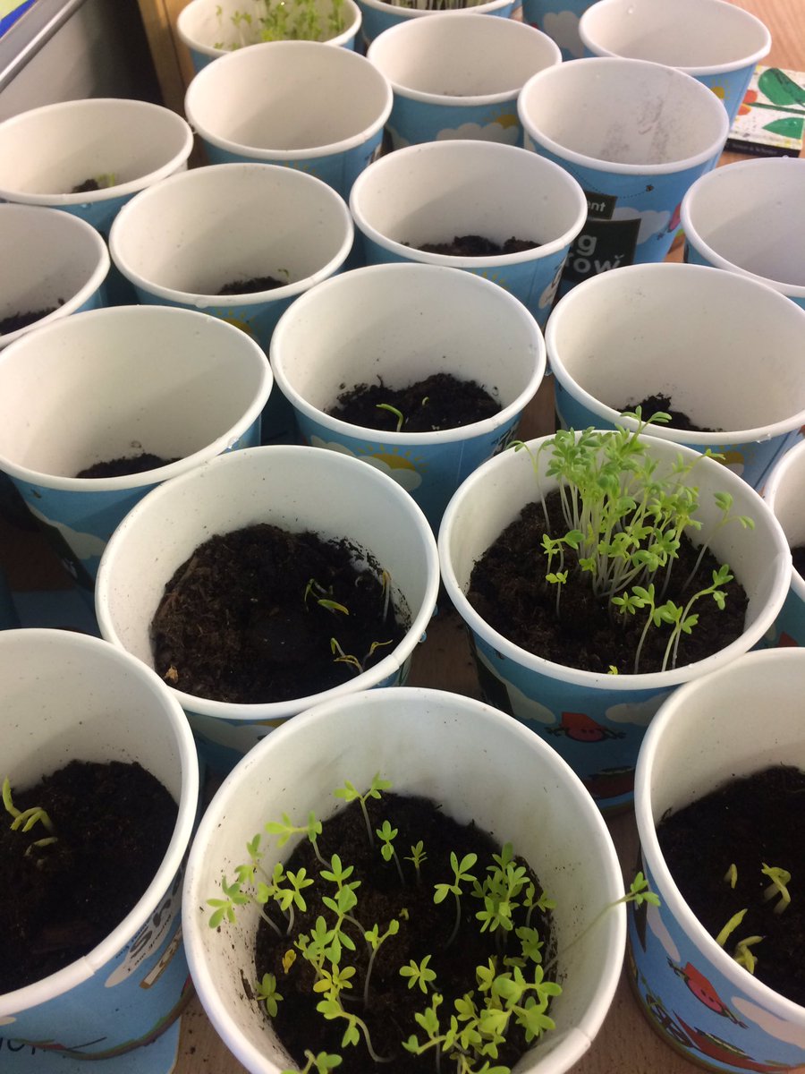 mshester2014's tweet photo. We planted our seeds last week! They are growing! #spinach #cress #peas #sowandgrow @innocentIreland https://t.co/M8VvdpIu3F