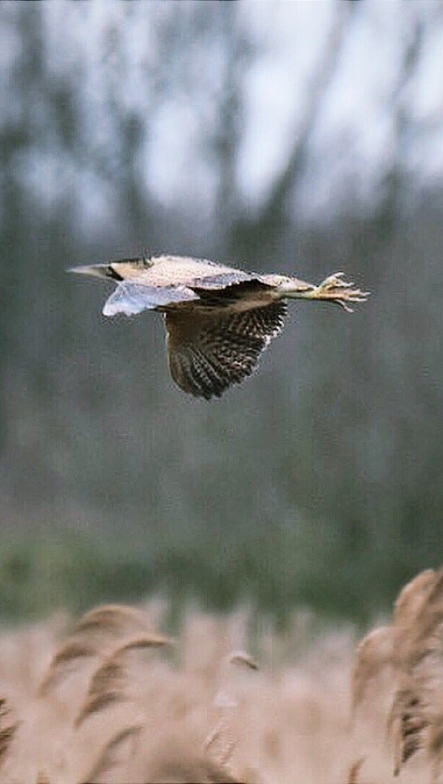 Garrett_Design's tweet image. My first sighting of a Bittern, and luckily enough managed to capture it. ☺️🐦📸 #RSPB #lakenheathfen @britishbirds @wildlife_uk @Natures_Voice