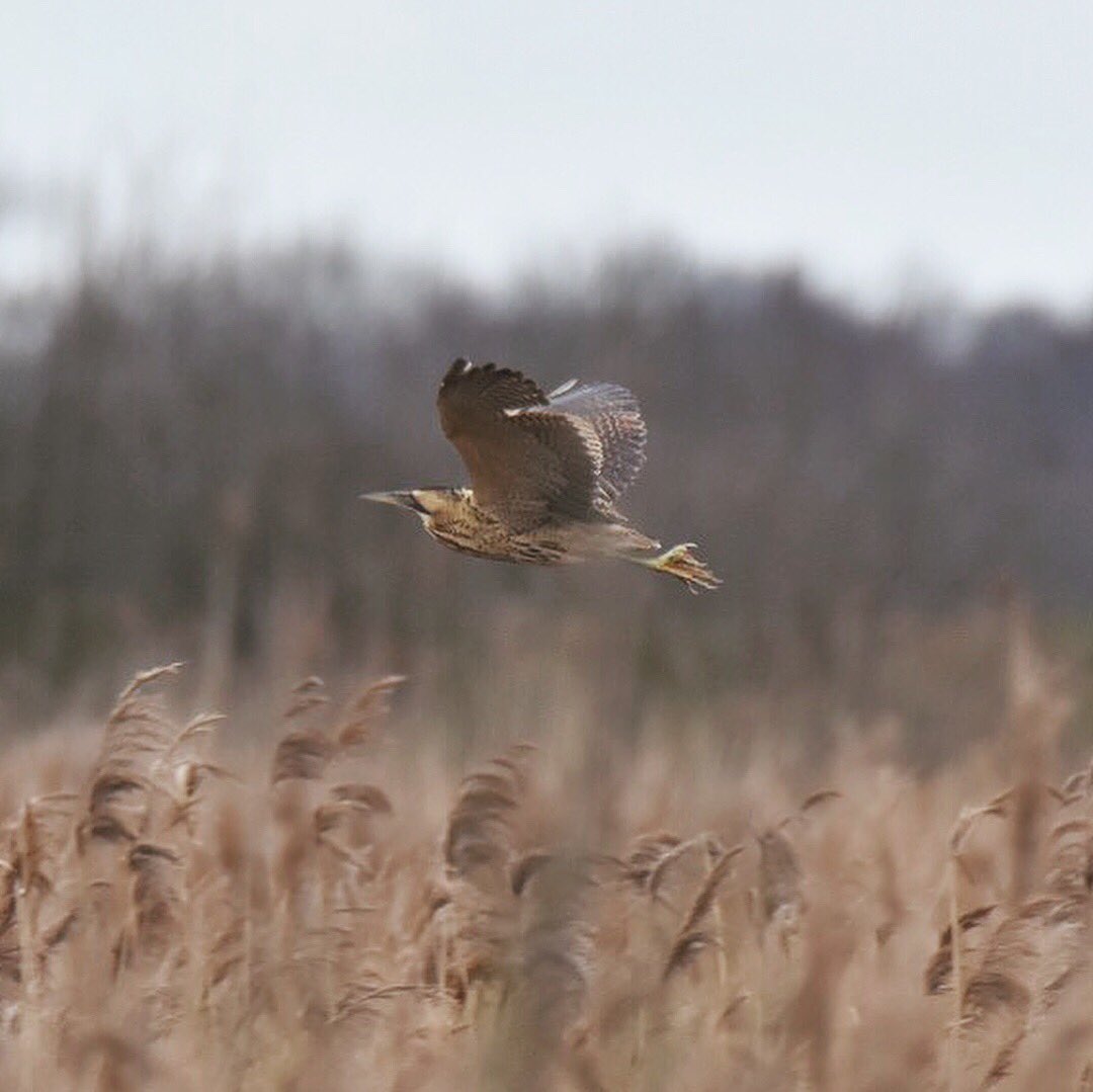 Garrett_Design's tweet image. My first sighting of a Bittern, and luckily enough managed to capture it. ☺️🐦📸 #RSPB #lakenheathfen @britishbirds @wildlife_uk @Natures_Voice