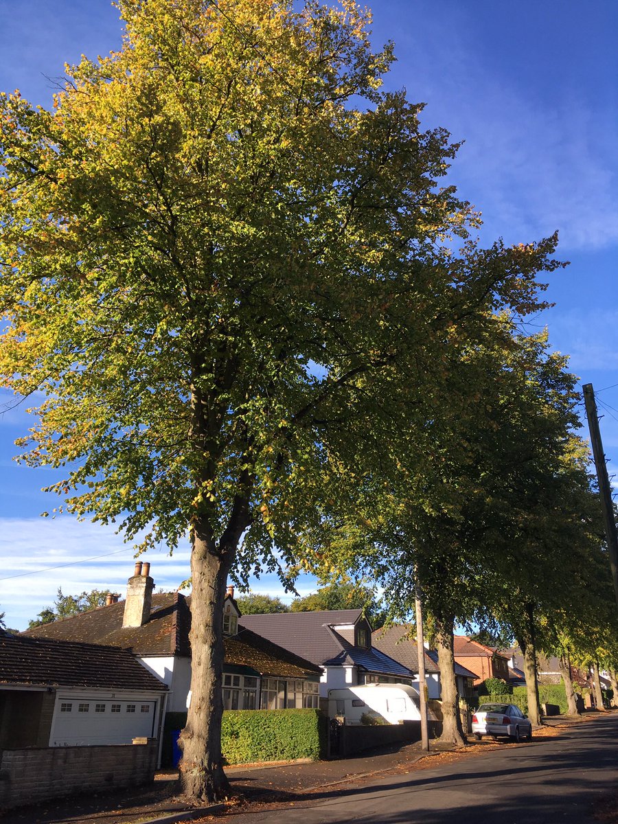 DuchessLime's tweet photo. Just been talking to the @sccstreetsahead team rebedding the kerbs around my dead sisters. They say it will look lovely when the new trees are planted. I said it looked lovely before the trees were removed #SaveSheffTrees #StandWithDuchess #NoMoreFelling https://t.co/S0pEmX34oo