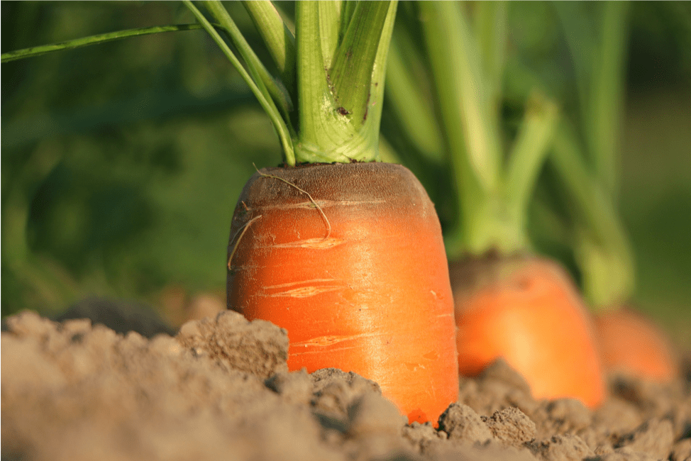 ecolebranchee's tweet photo. Mois de la nutrition : expérimenter le potager scolaire https://t.co/1LyF570dEz https://t.co/UvWzsNpifs