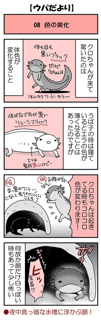 【ウパだより08】気まぐれ不定期公開のウーパールーパー4コマ。体色変化でブラックのウパが、白いリューシに間違われることもあるとか…。■単行本あります(https://t.co/zudosL9eWu)■ #ウパだより #うぱ子だより