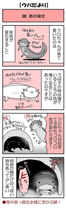 【ウパだより08】気まぐれ不定期公開のウーパールーパー4コマ。体色変化でブラックのウパが、白いリューシに間違われることもあるとか…。■単行本あります(https://t.co/zudosL9eWu)■ #ウパだより #うぱ子だより 