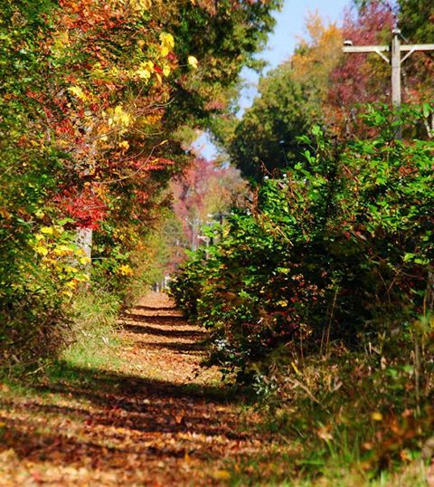 Nancy Hugo is giving a presentation about the history of the Ashland Trolley Line this evening, March 7th, at the Ashland Branch of the Pamunkey Regional Library. Click on the link to learn more about this free event:  ashlandva.gov/Calendar.aspx?…
 #AshlandVA #CenteroftheUniverse