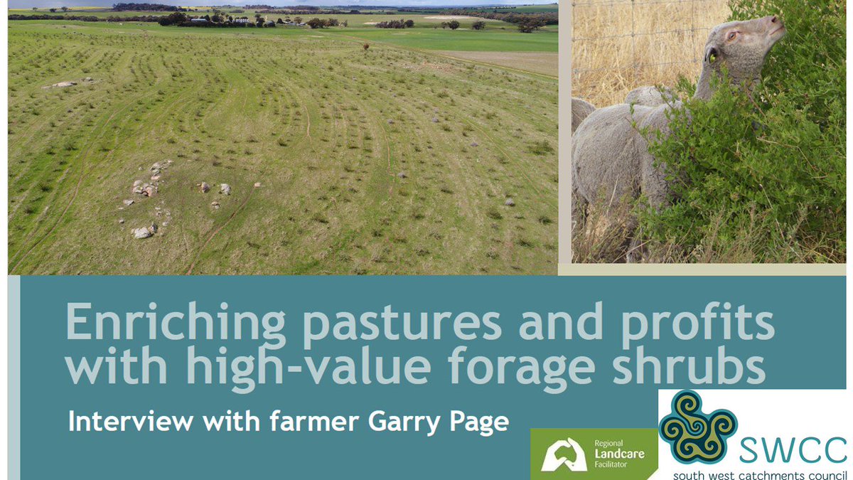 ag_southwestnrm's tweet photo. Sheep farmers. Stop by the #Woolarama Ag shed this Friday to chat with Garry Page about the forage shrub and pasture system. Shrubs and case study on display https://t.co/KX92A2gcxD